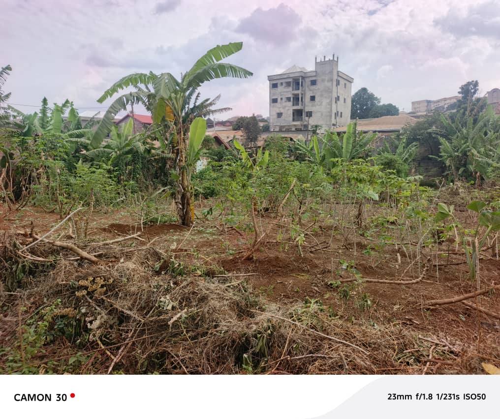 Terrain Titré 800m² à Vendre Quartier Haoussa, Bafoussam