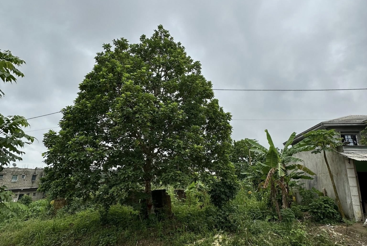 Terrain titré de 600m2 à vendre à Bwang-Bakoko, Yassa Douala
