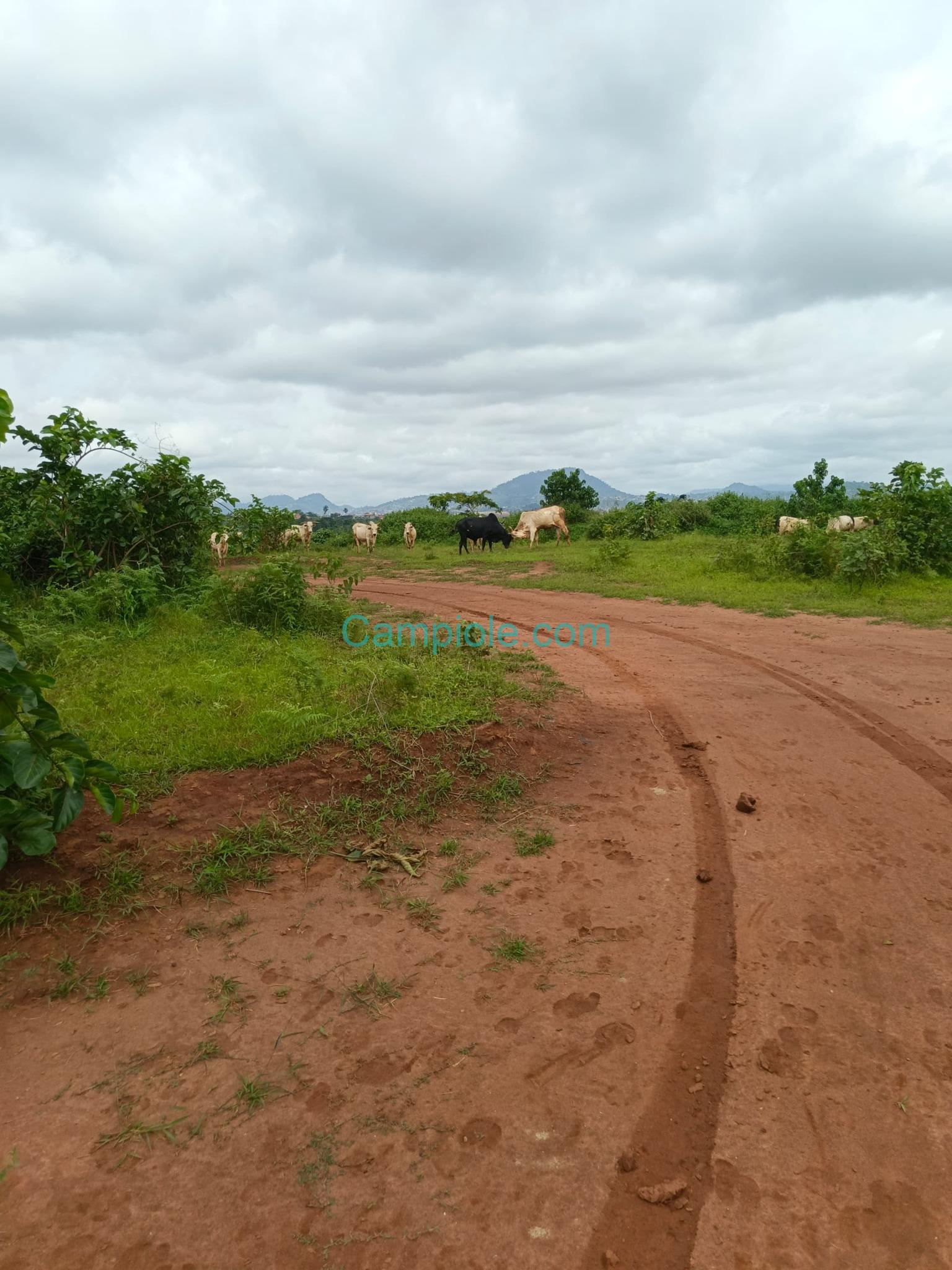 LI_terrain_tsinga_village_100925_04