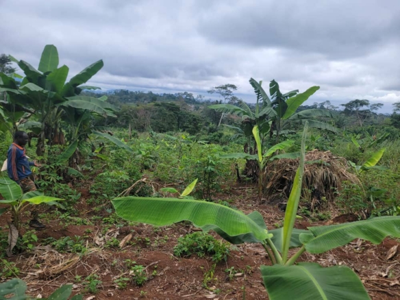 Terrain à Vendre, village Oloa Nsimalen