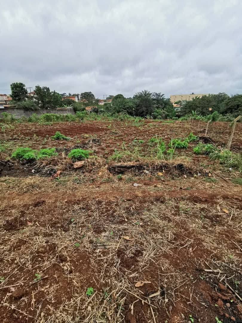 PIL_terrain_soa_081125_02