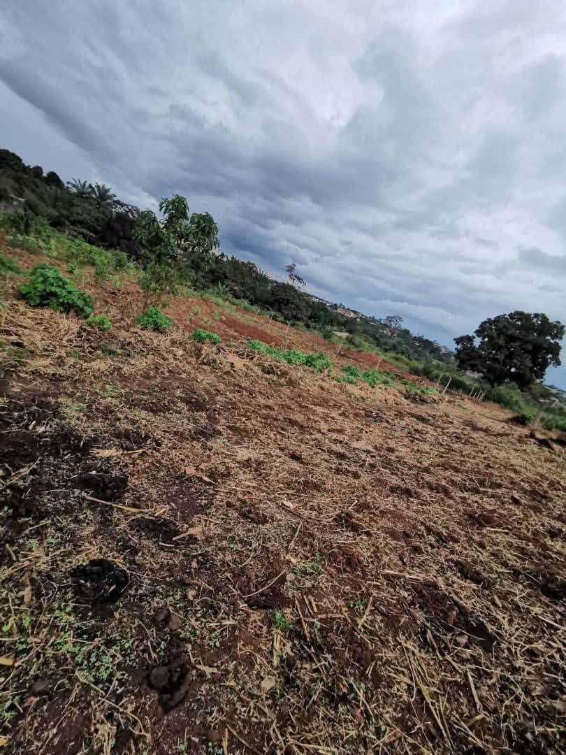 PIL_terrain_soa_081125_0b