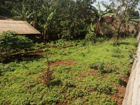 40772- Terrain à vendre à Bafoussam Carrefour Le Maire