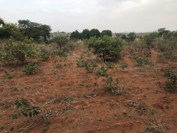 40679- Terrain titré de 500m2 en vente au quartier Manwi