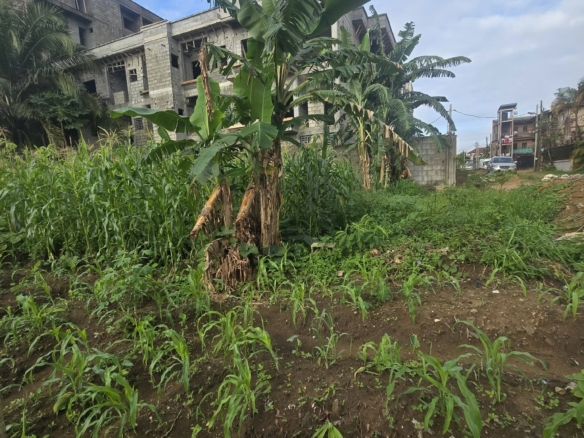 Terrains titrés à vendre, Logbessou derrière la station Nickel Oil