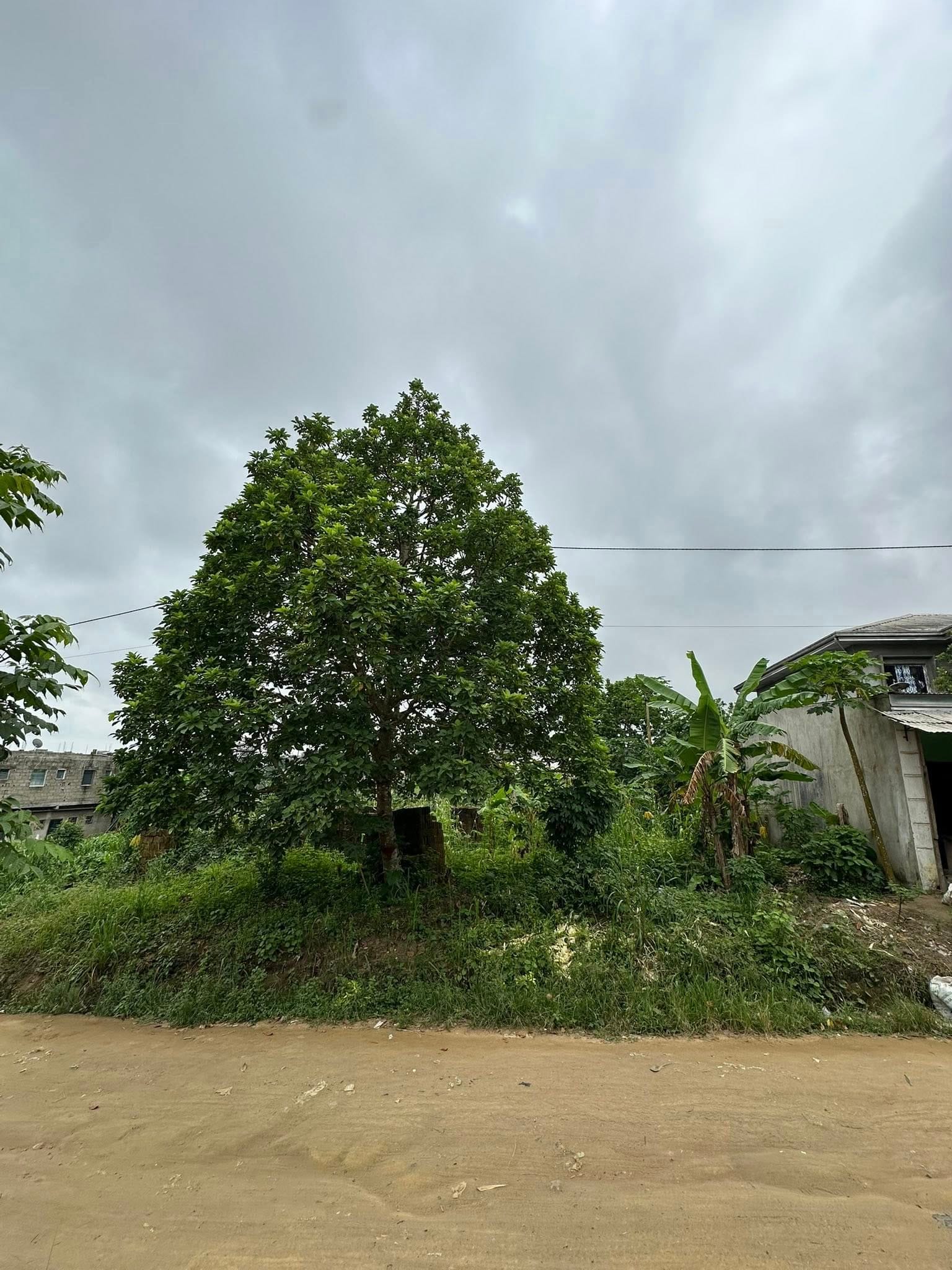 Terrain titré de 600m2 à vendre à Bwang-Bakoko, Yassa Douala