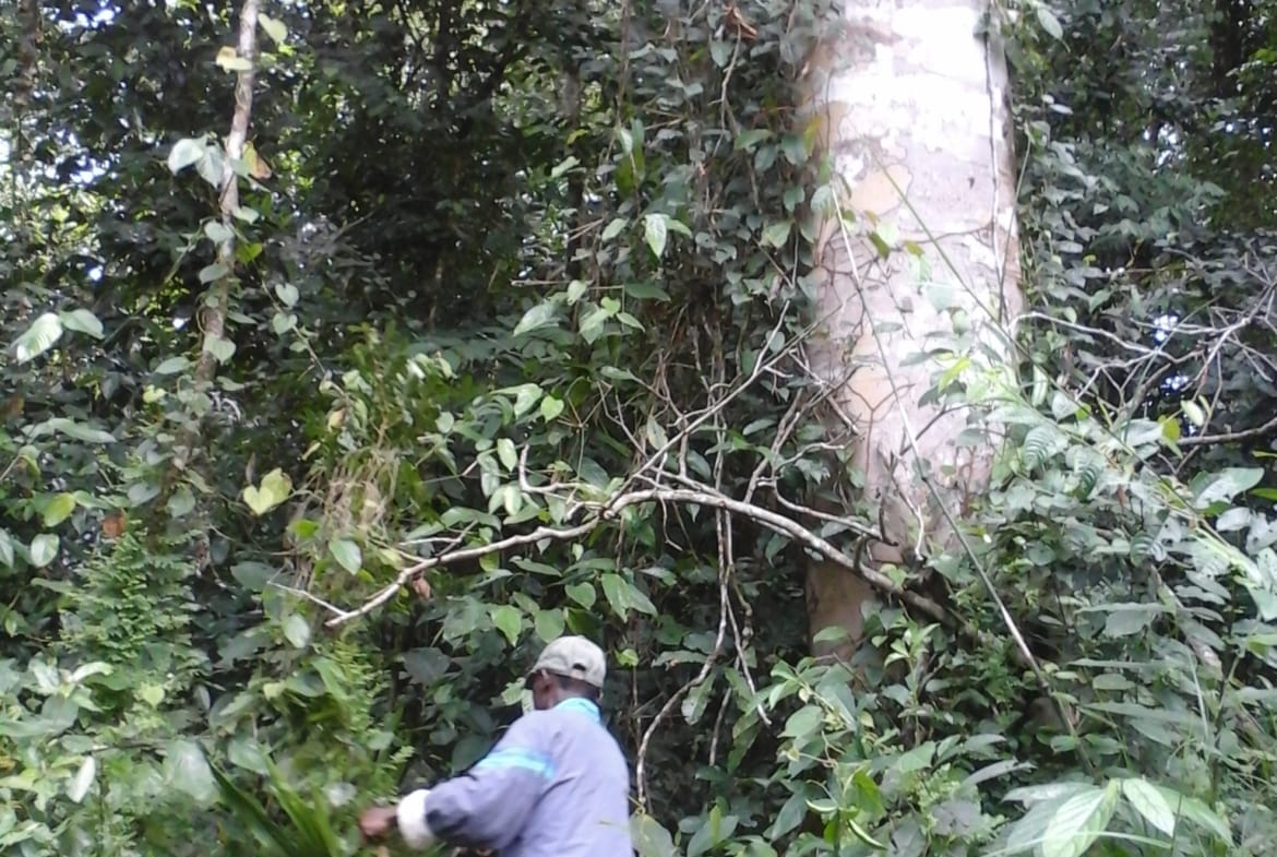 500 hectares de terrain agricole à louer à Mengang Cameroun