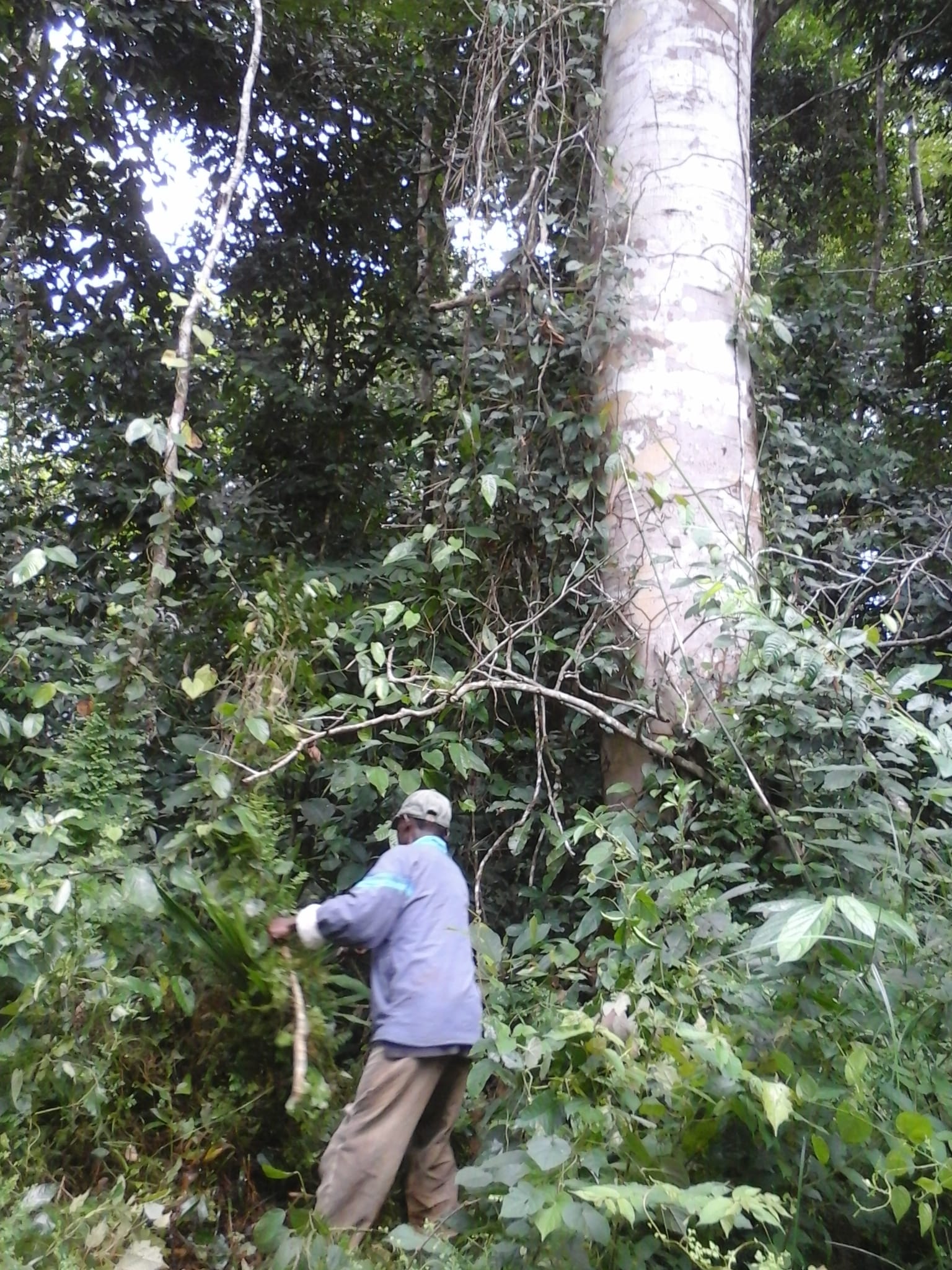 500 hectares de terrain agricole à louer à Mengang Cameroun