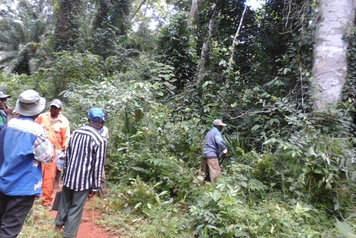 500 hectares de terrain agricole à louer à Mengang Cameroun