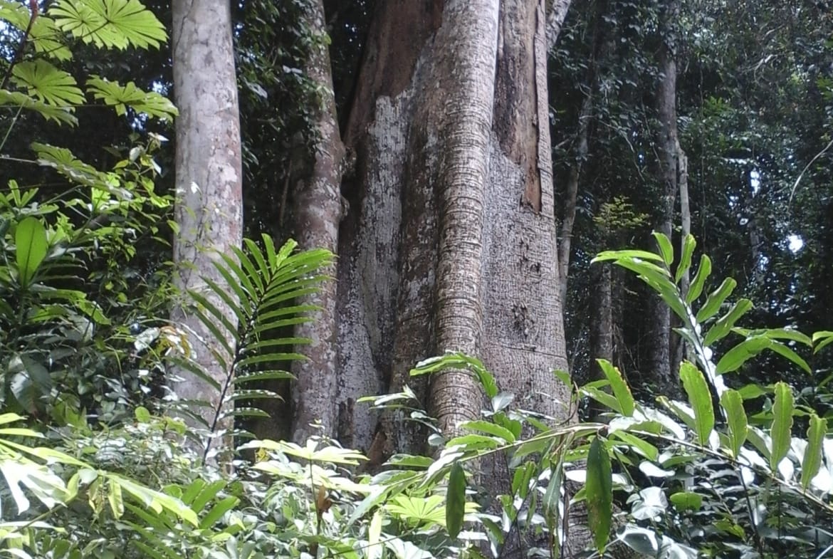 500 hectares de terrain agricole à louer à Mengang Cameroun