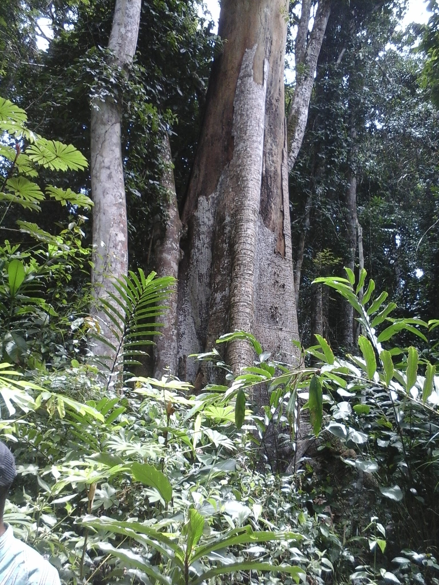 500 hectares de terrain agricole à louer à Mengang Cameroun