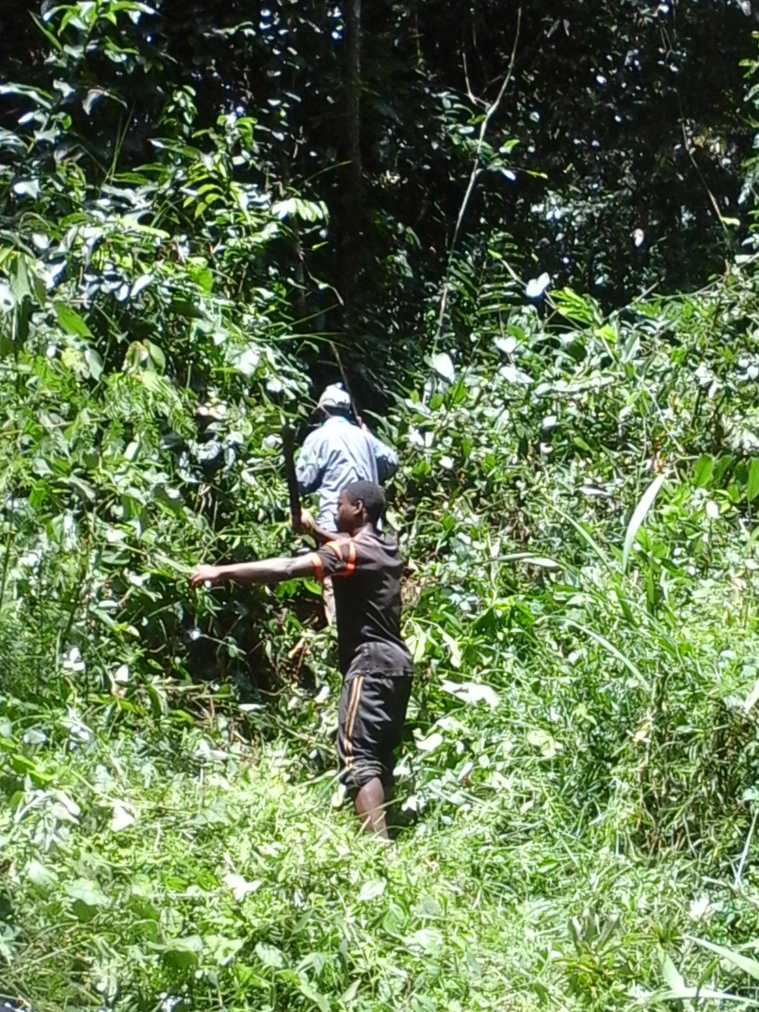 500 hectares de terrain agricole à louer à Mengang Cameroun