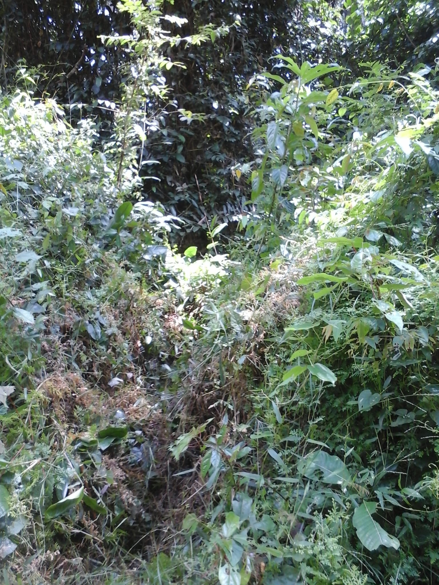 500 hectares de terrain agricole à louer à Mengang Cameroun