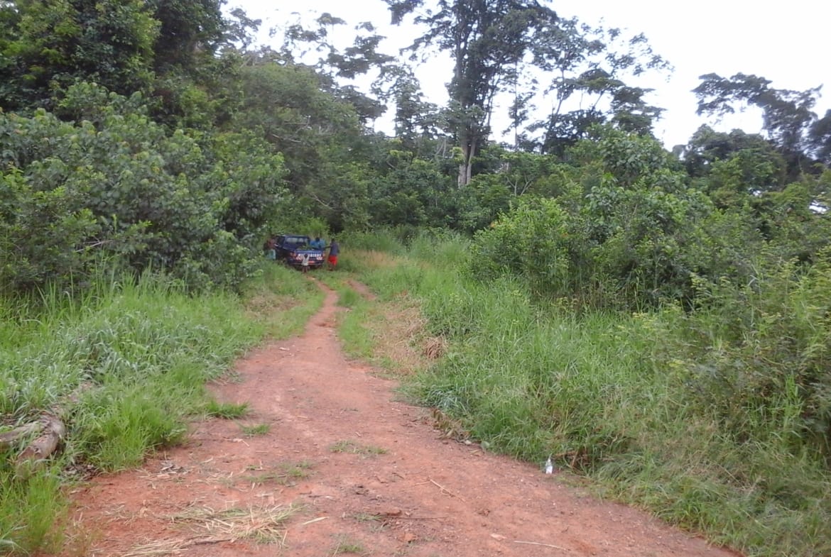 500 hectares de terrain agricole à louer à Mengang Cameroun