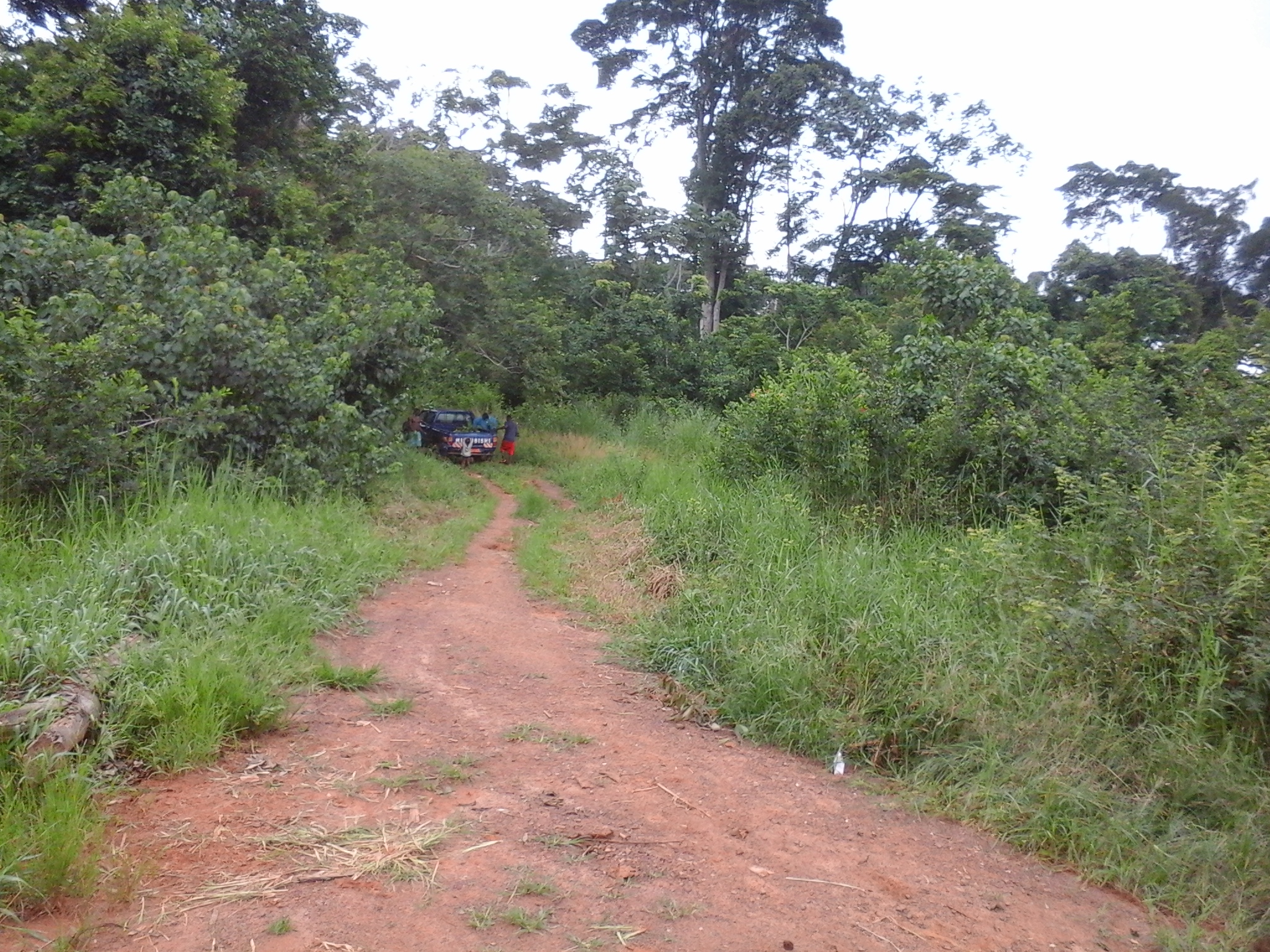 500 hectares de terrain agricole à louer à Mengang Cameroun