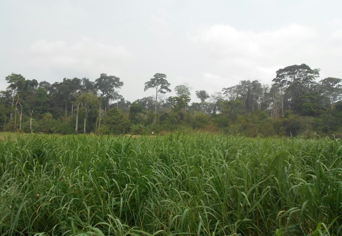 500 hectares de terrain agricole à louer à Mengang Cameroun