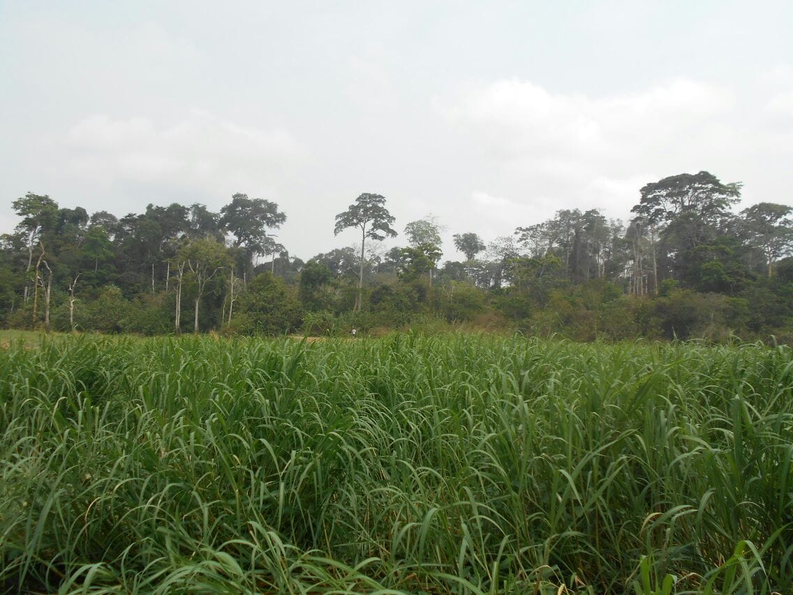500 hectares de terrain agricole à louer à Mengang Cameroun
