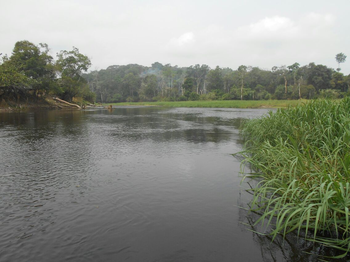500 hectares de terrain agricole à louer à Mengang Cameroun
