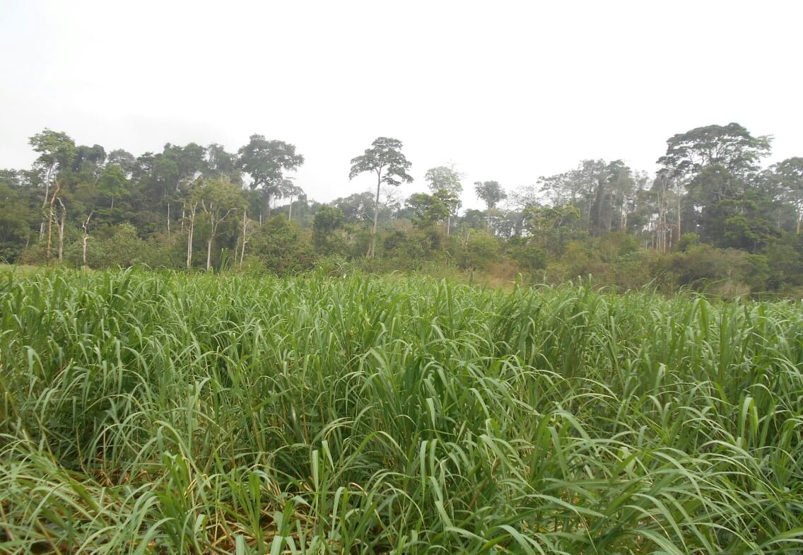 500 hectares de terrain agricole à louer à Mengang Cameroun