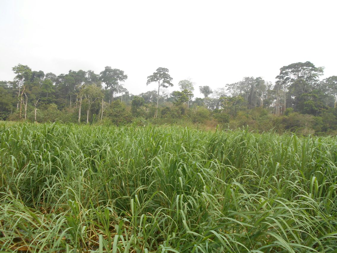 500 hectares de terrain agricole à louer à Mengang Cameroun